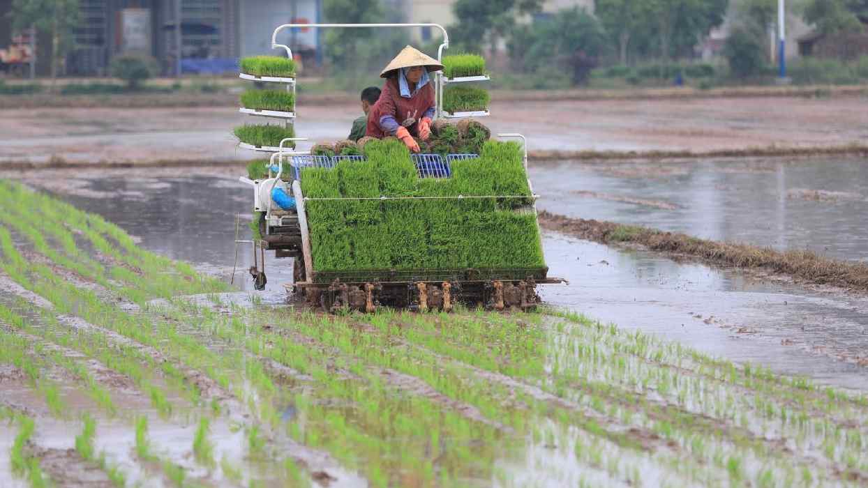Rice transplanter machine