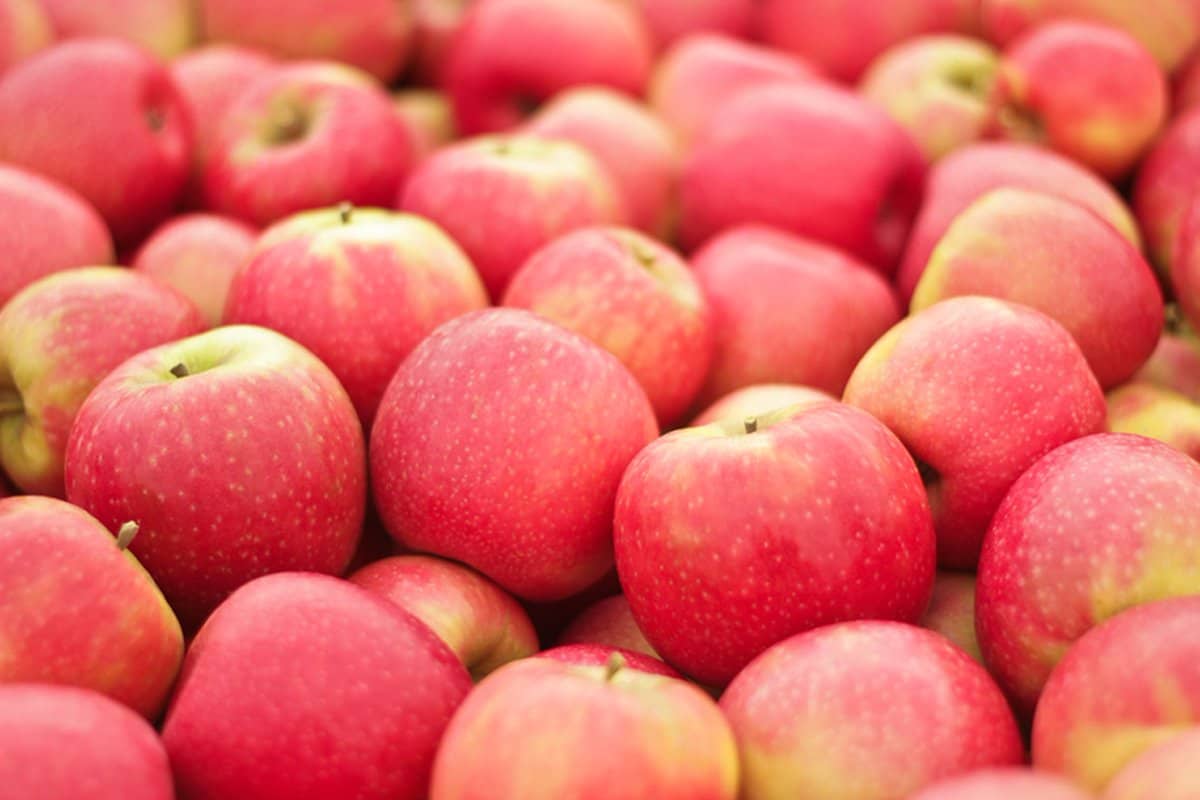Pink pearl apple season