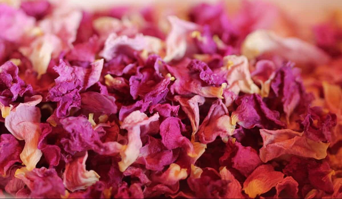 Damask rose dry petals edible exports