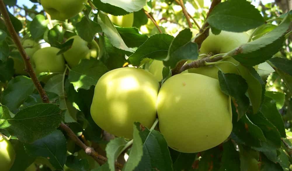 Opal Apples - General Fruit Growing - Growing Fruit