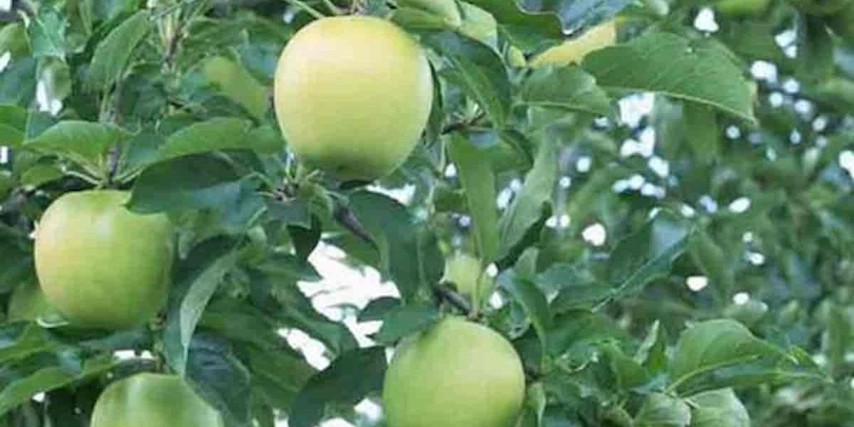 Russet apple tree self pollinating