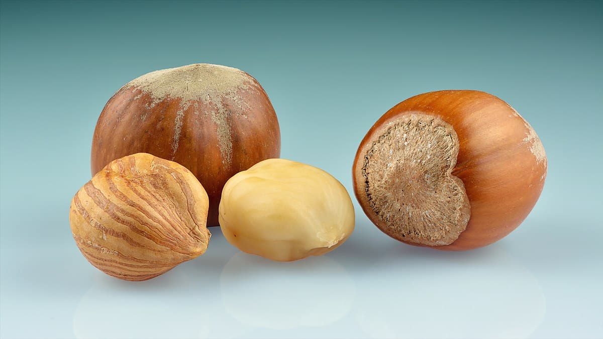 Hazelnut wholesale price