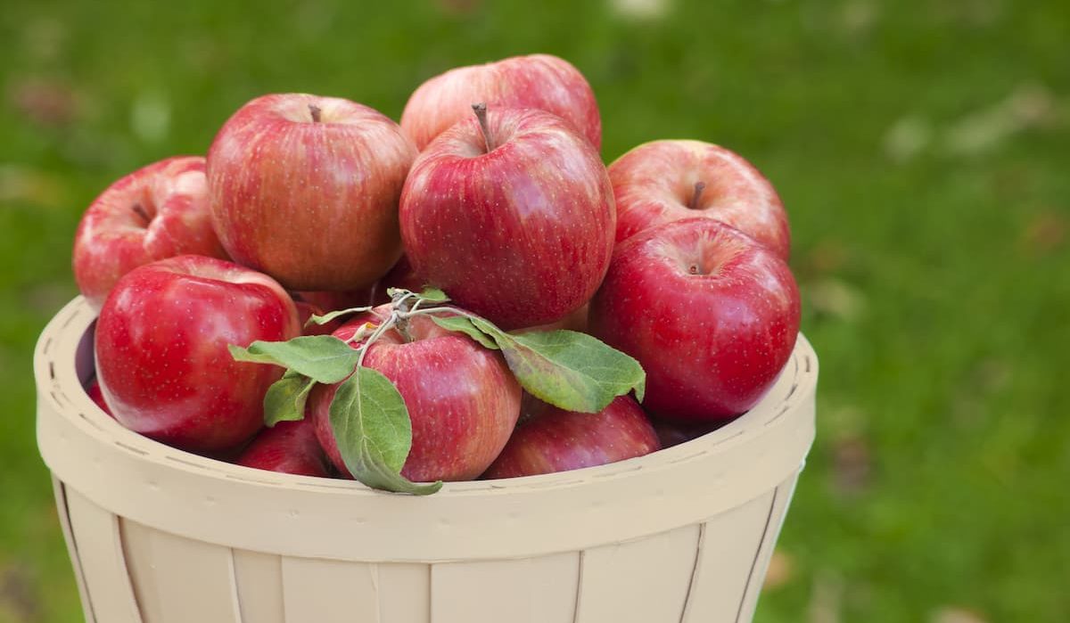 honeycrisp apple in fridge