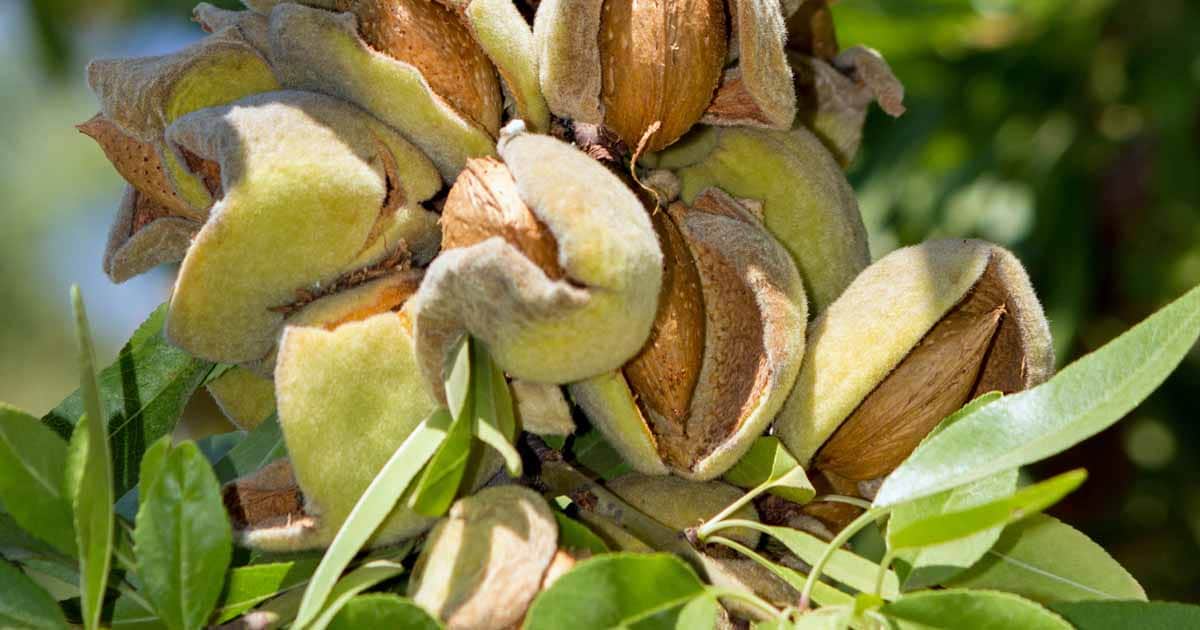 Almond in shell import for sale