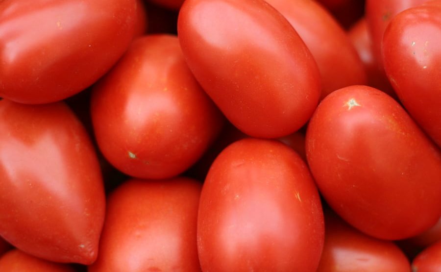 Fresh tomato brands