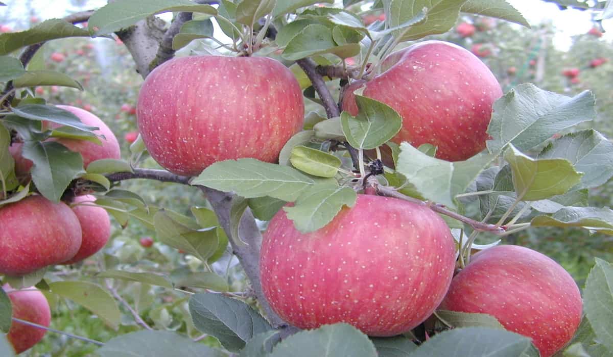 kiku apples vs Honeycrisp