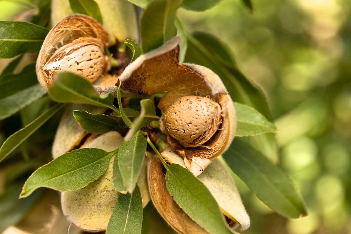California almond trees in india