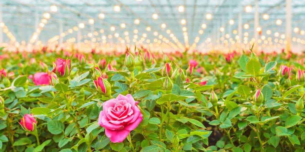 Rose farming in open field
