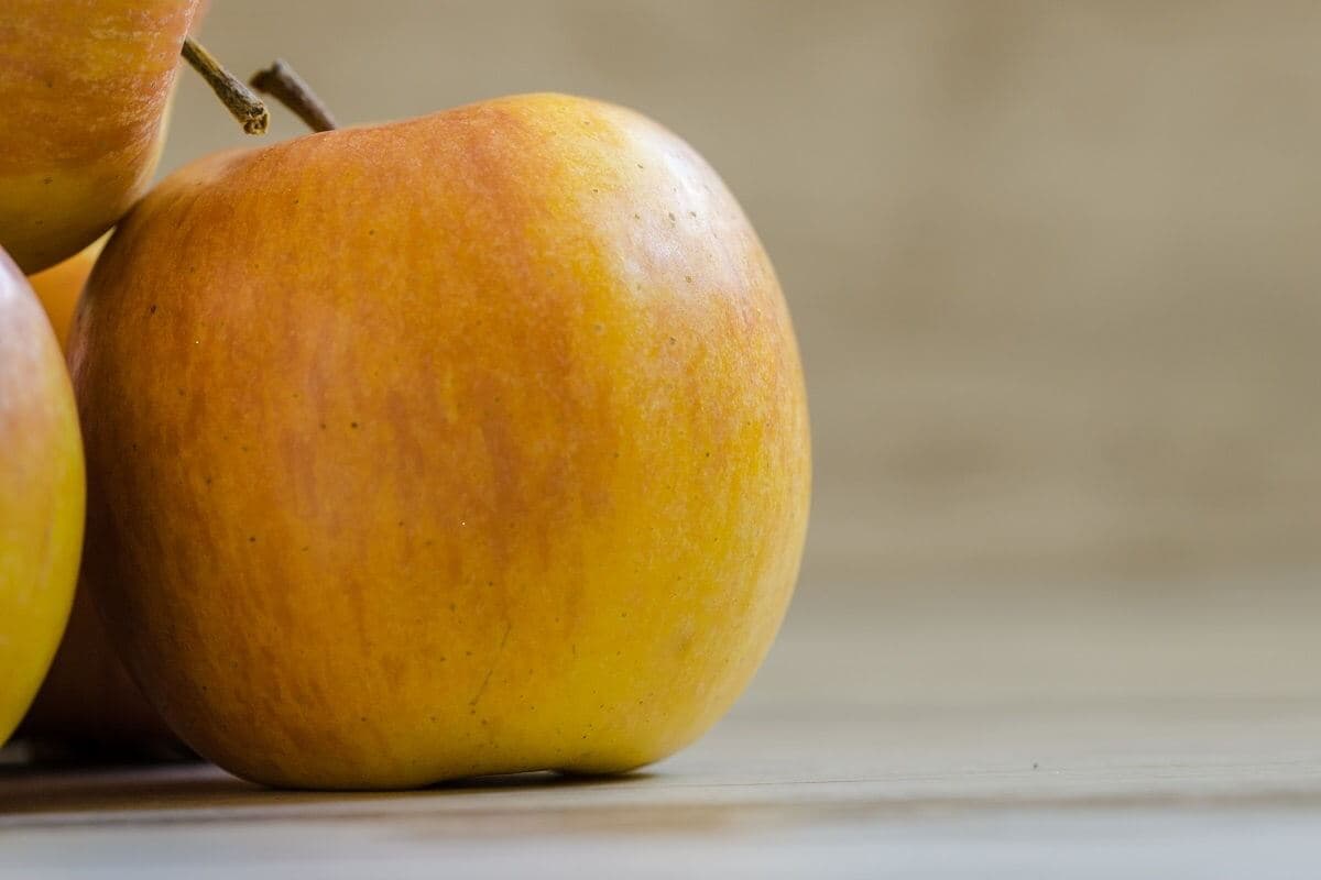 Golden Russet Apple Harvest Time