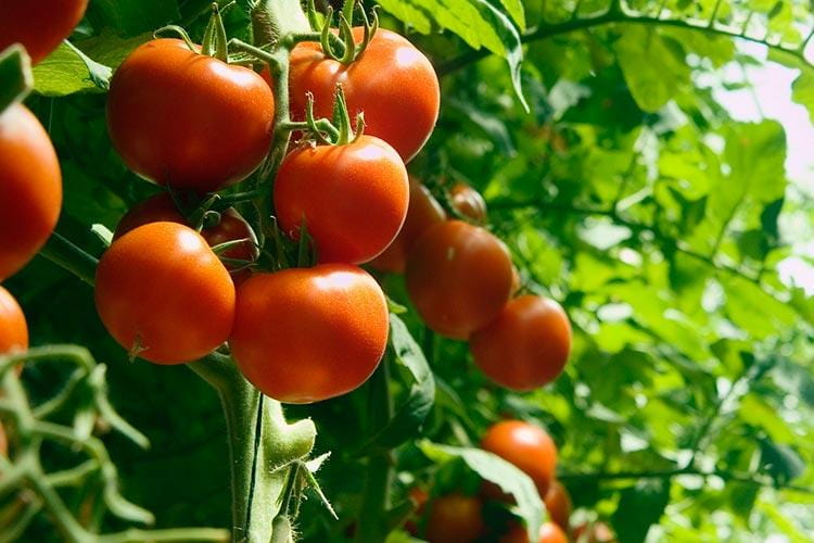 Tomato business plan in Nigeria