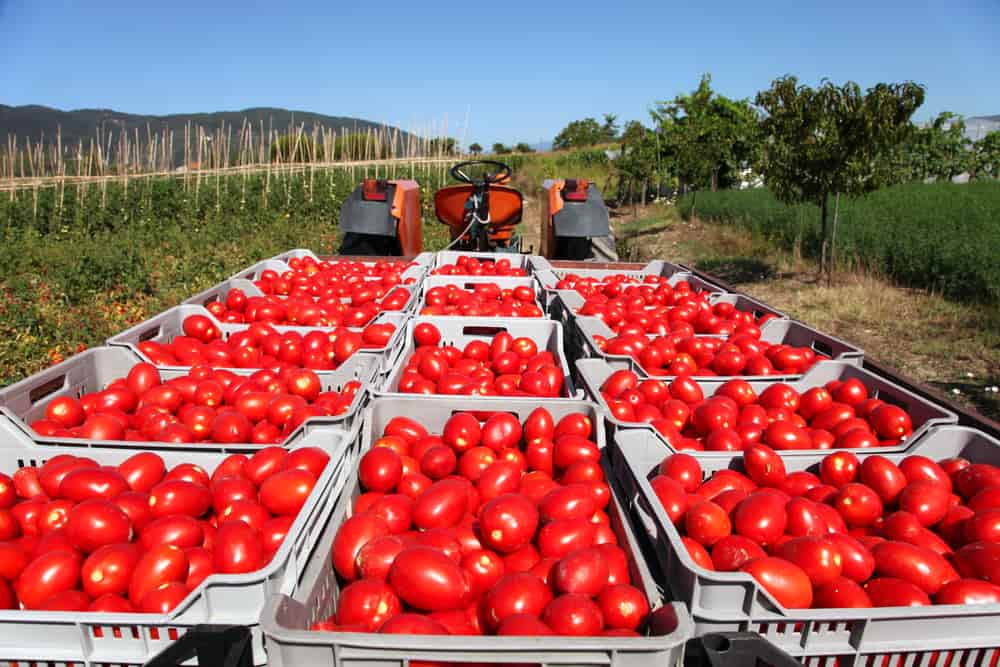 tomato farming business
