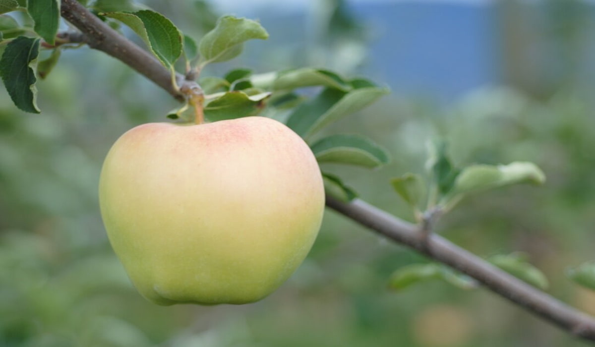 apple rootstock
