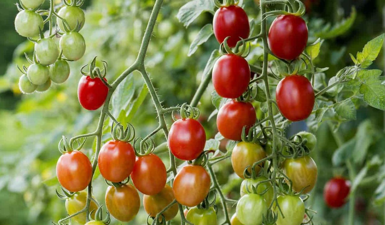 Buy fresh tomatoes online uk