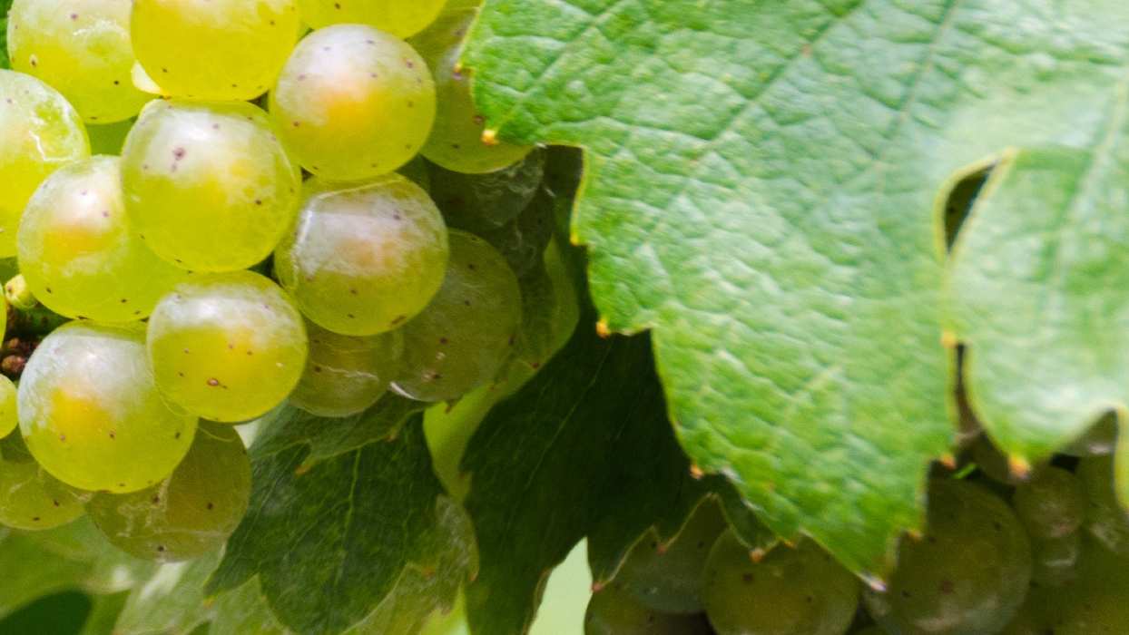 Grape leaves benefits