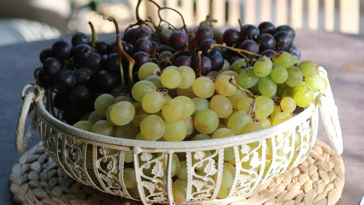 fresh organic grapes fruit for export