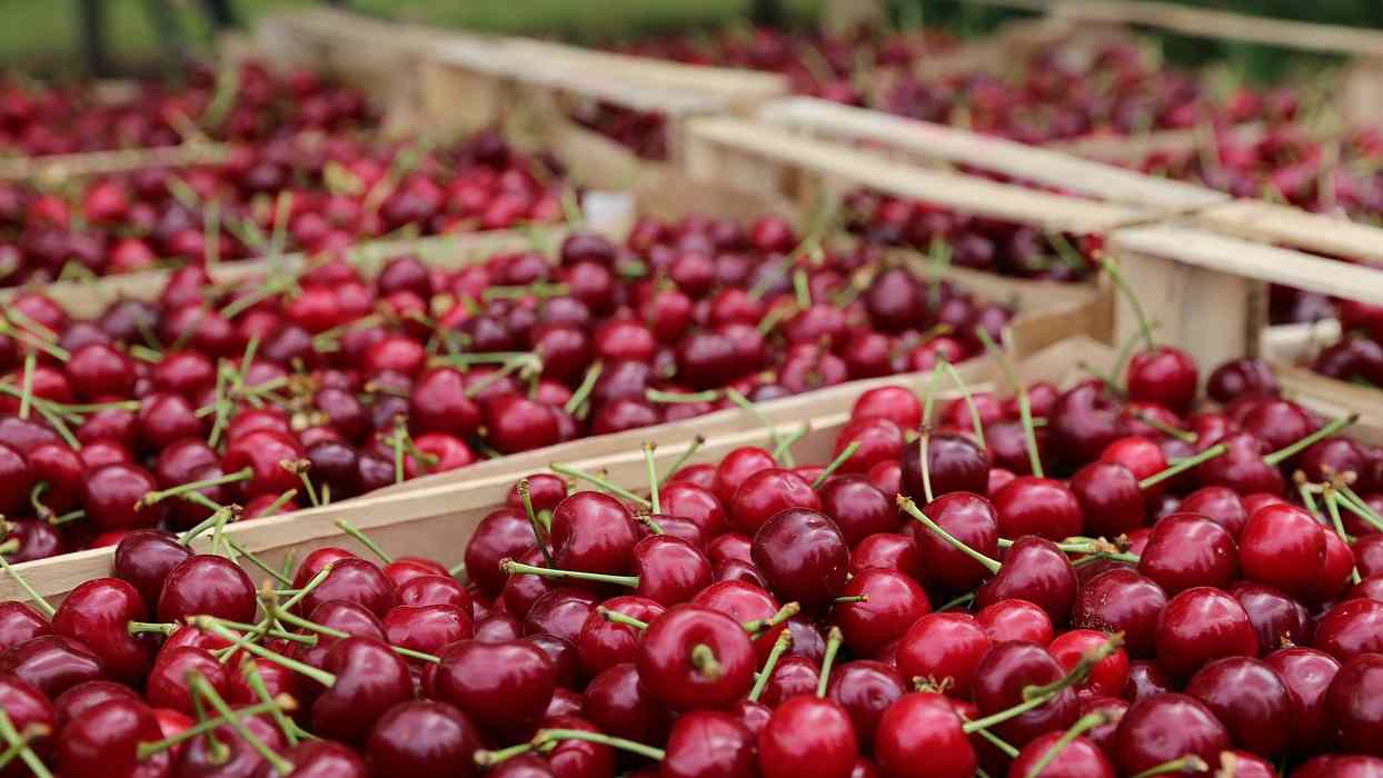 fresh red cherry fruit packaging