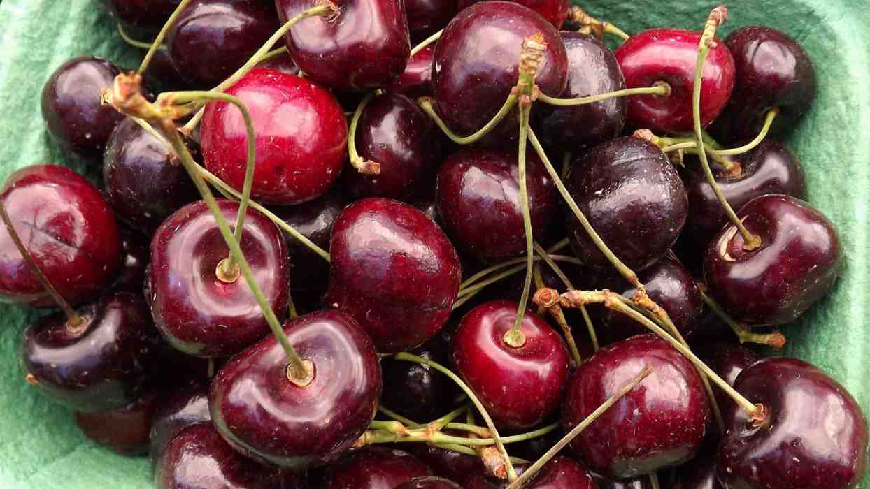 fresh red cherry fruit retailers