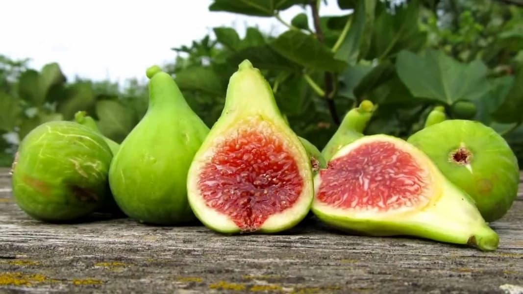 Best figs in India