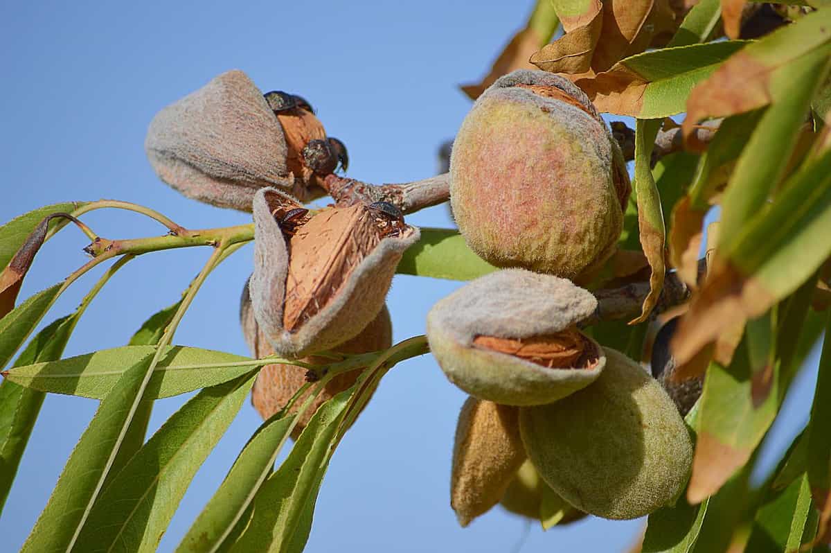Almond in shell for sale