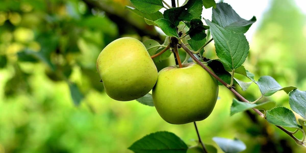 apple fruit price