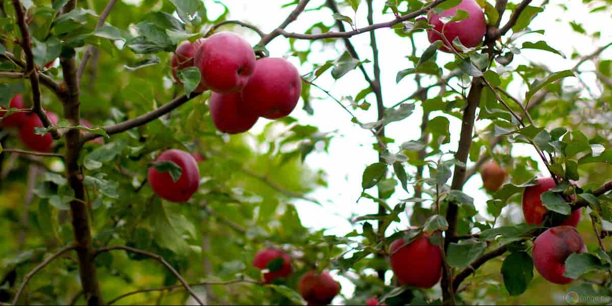 Wealthy apple trees for sale