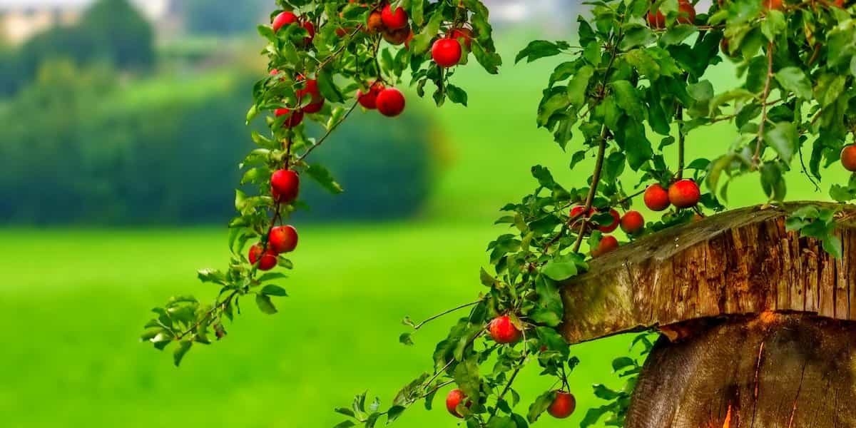 Red Windsor apple tree