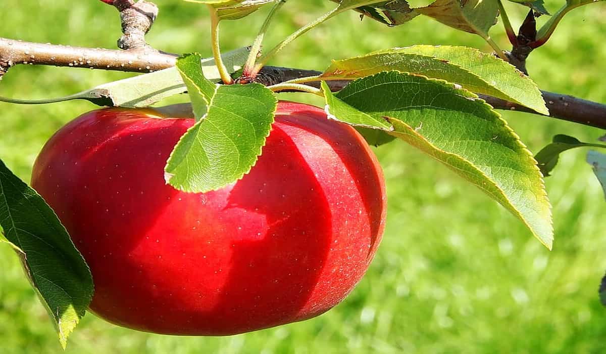 Hazen apple trees for sale