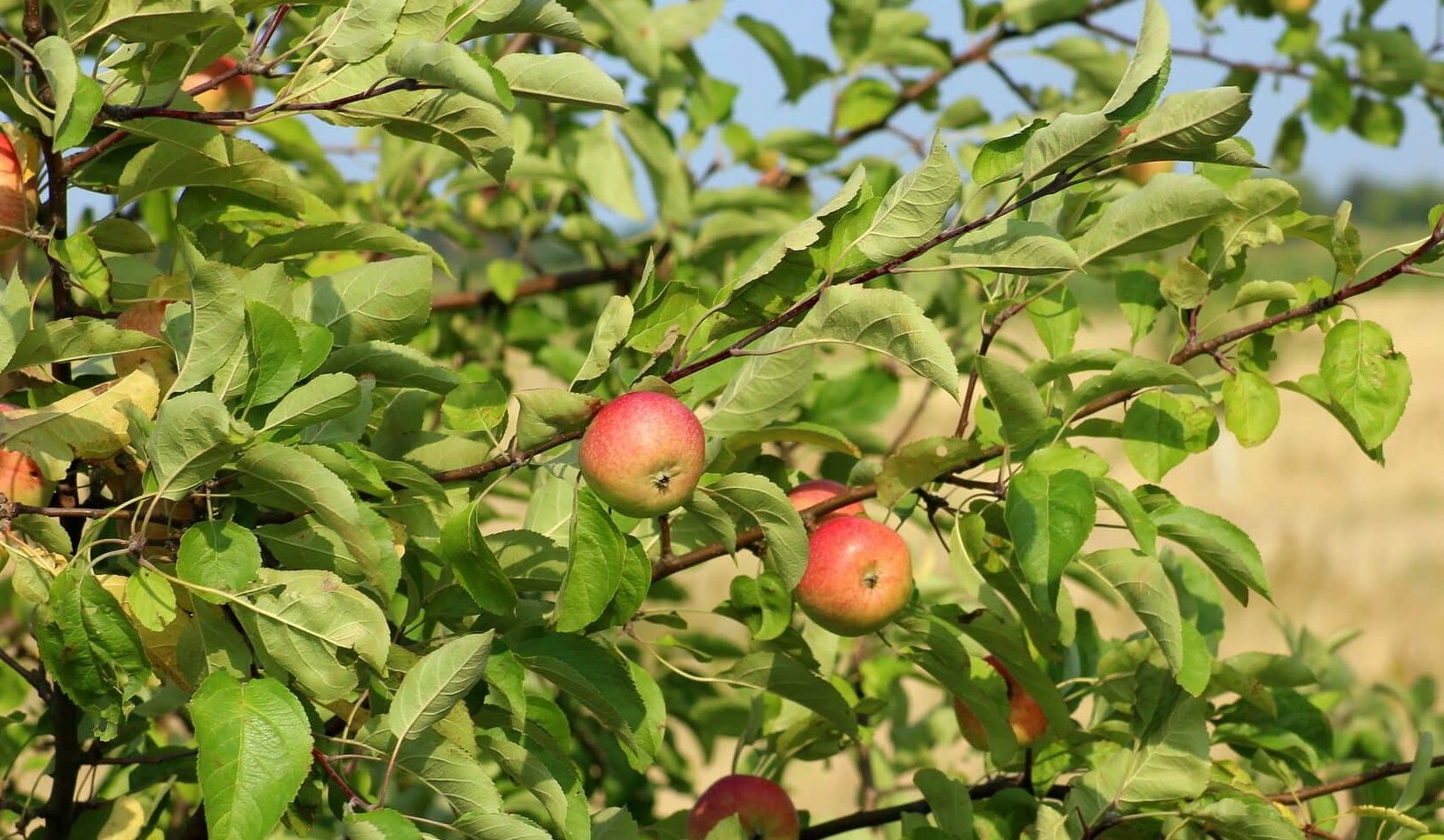 History and description of Esopus Spitzenburg apple: