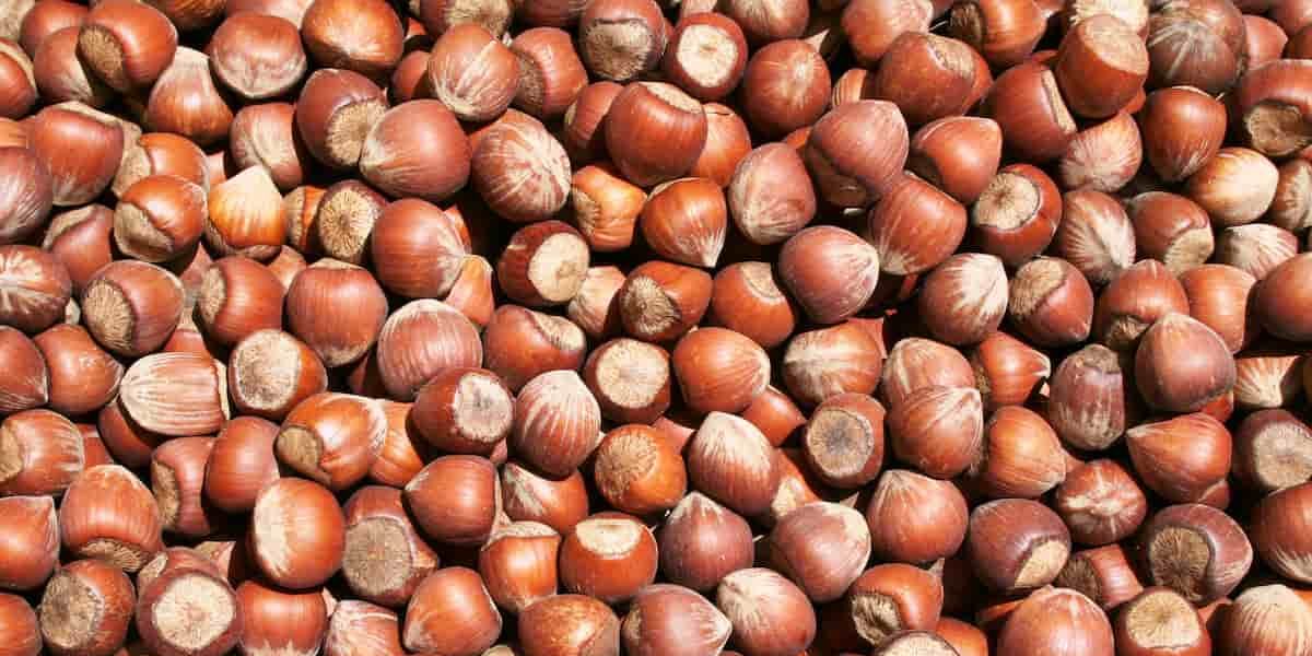 Are hazelnut shells poisonous?