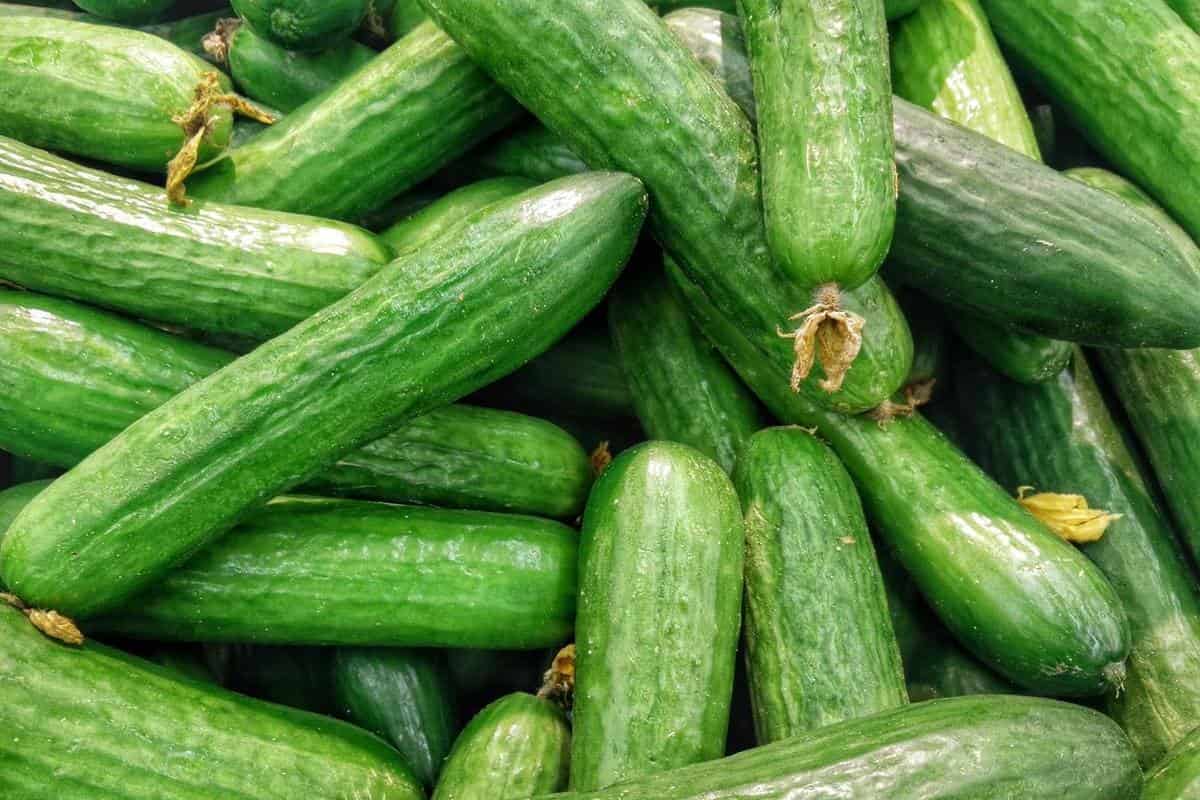 Best type of cucumber