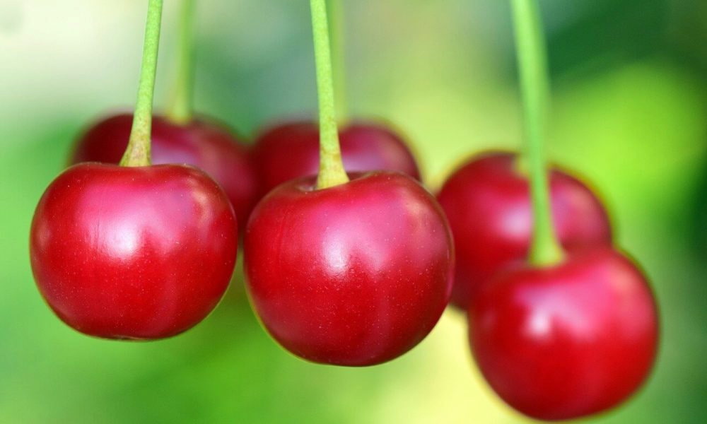 Sweet fresh cherry