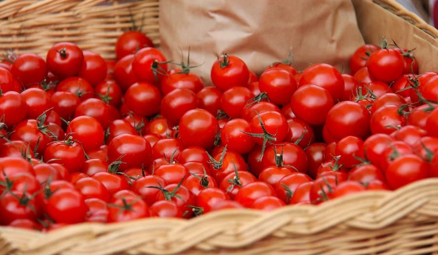 Cherry tomato wholesale price