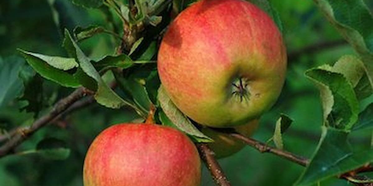 Elstar apple tree review