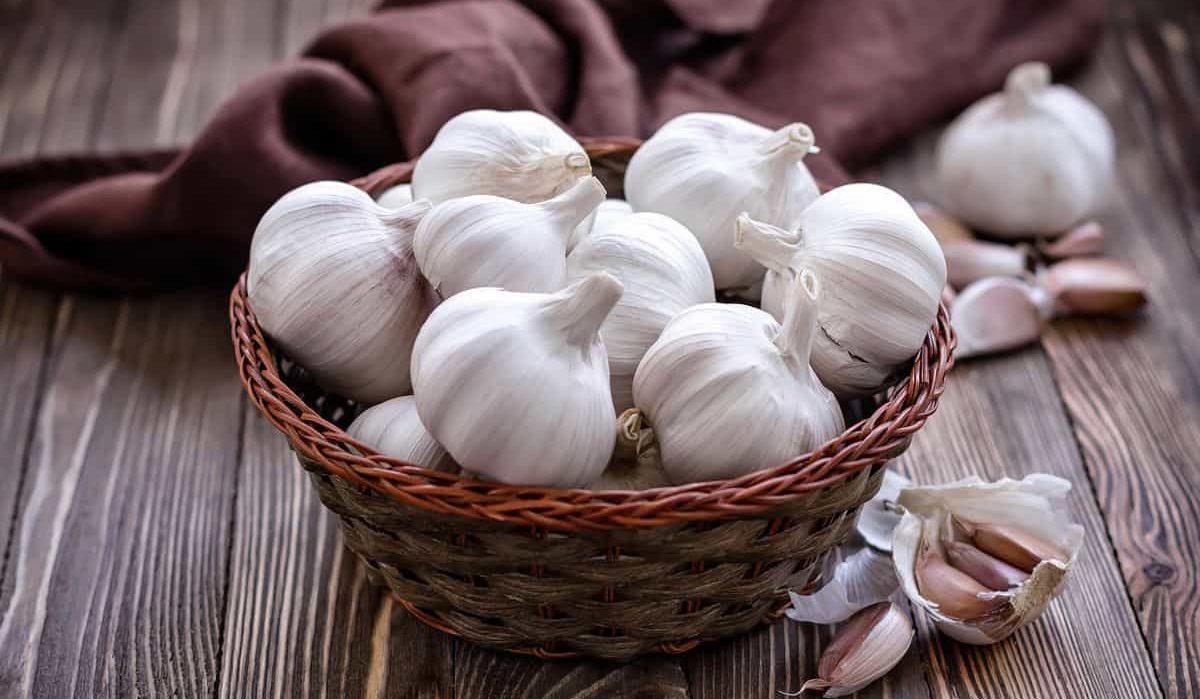 raw garlic health benefits