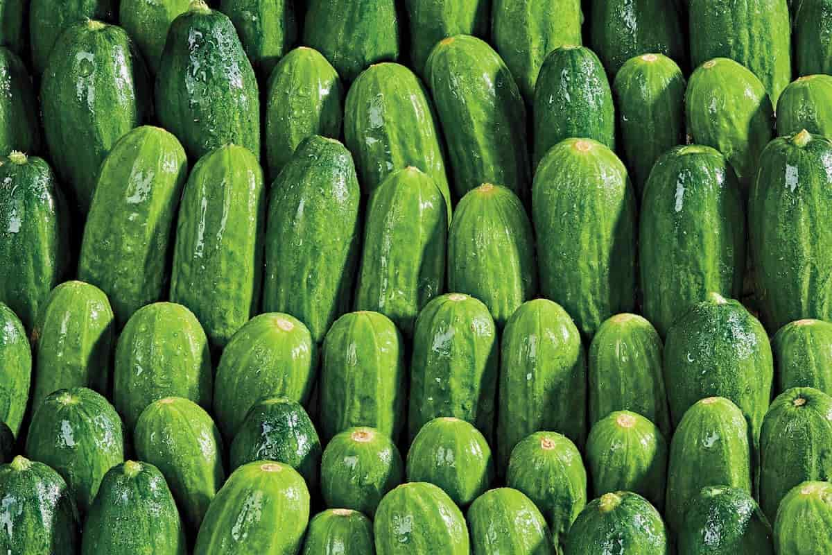 Best type of cucumber