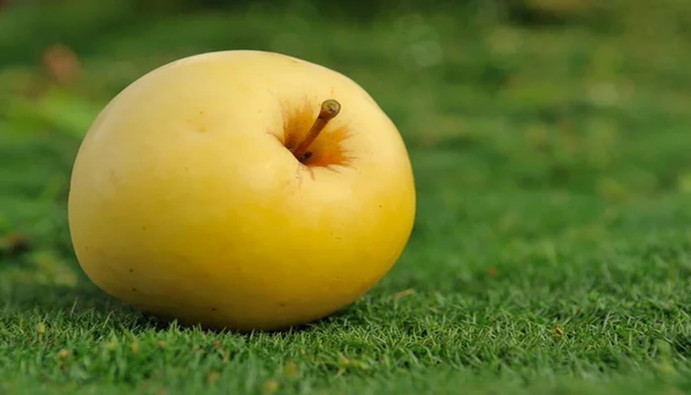 When are yellow transparent apples ripe