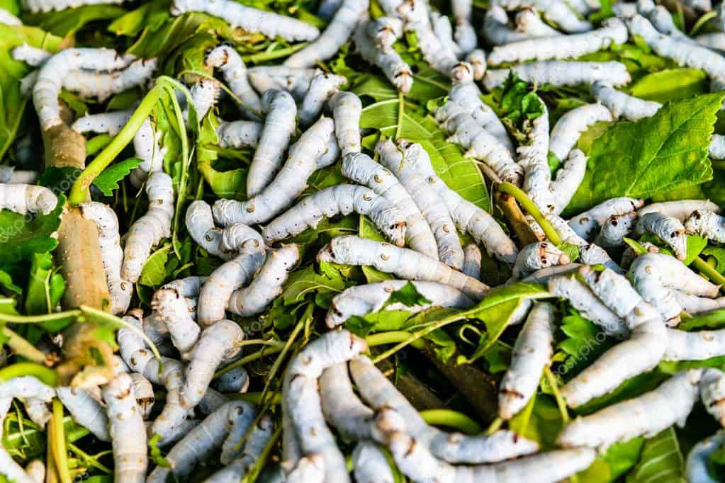 How long can silkworms go without food