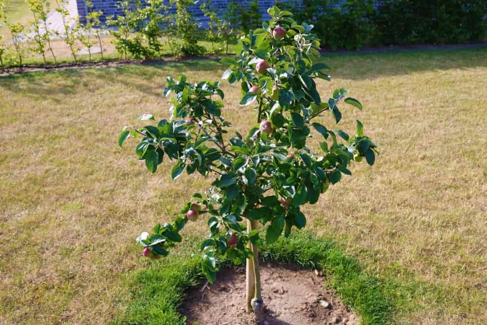 Dwarf apple trees for sale
