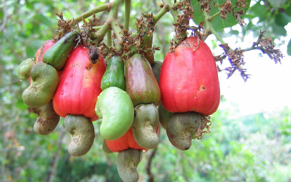 Cashew nut harvesting machine