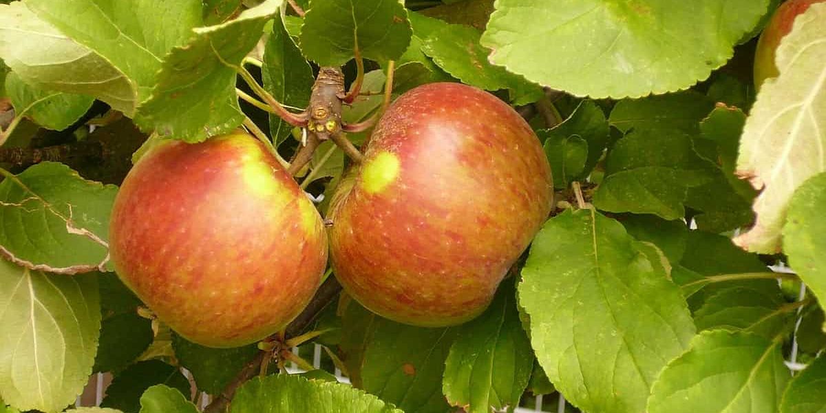 Elstar apple tree care