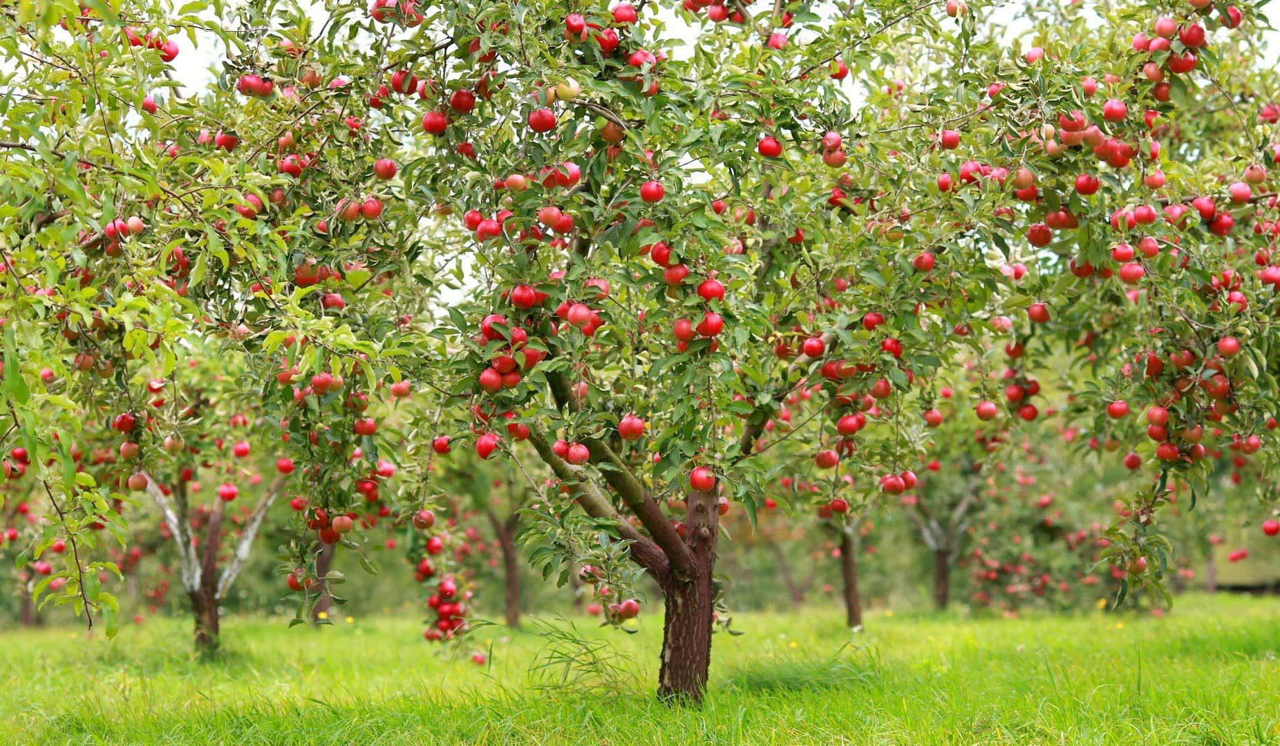 Wealthy apple tree