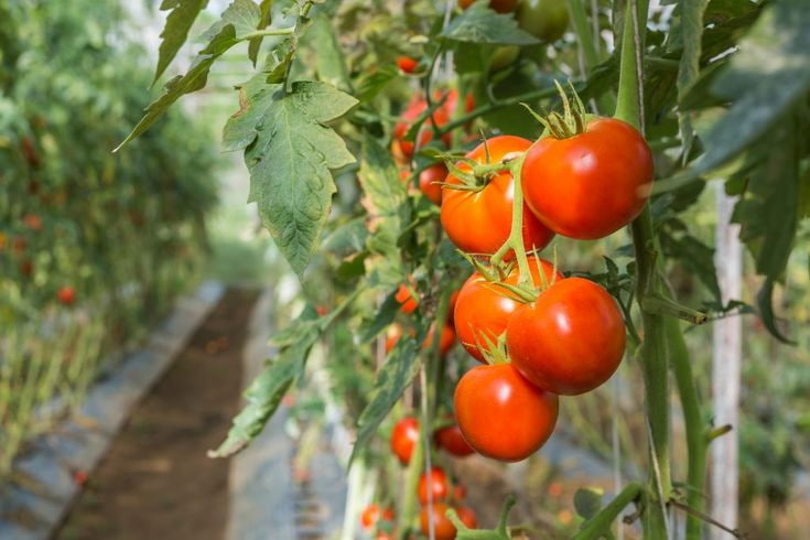 Tomato growing business plan pdf