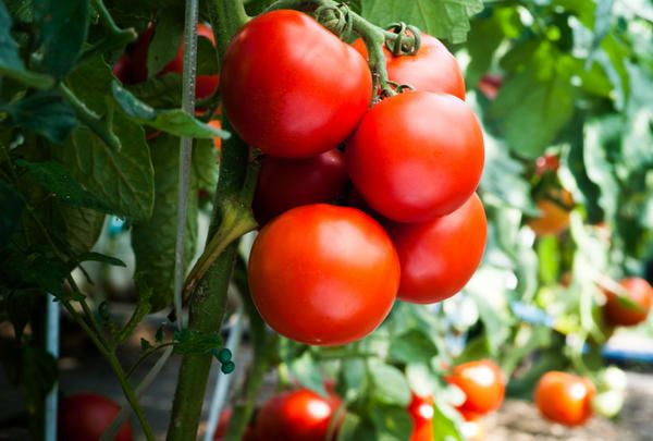 Tomato farming business plan in Zambia