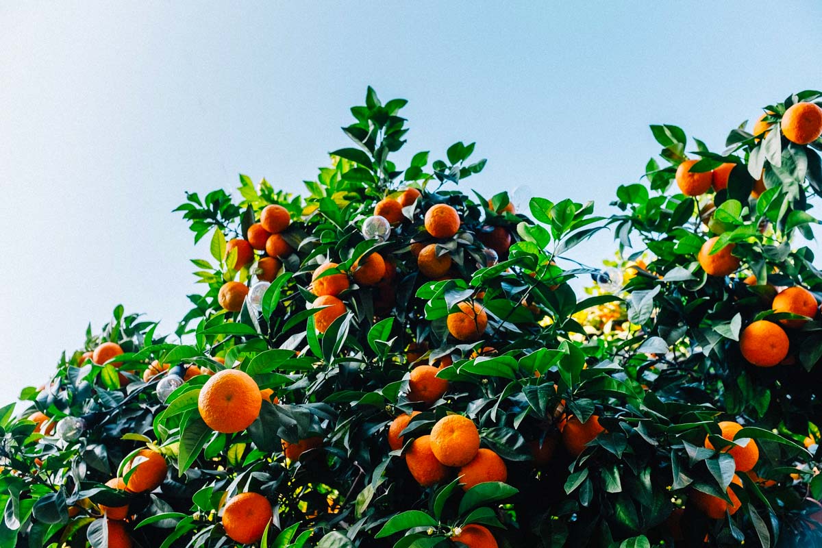 Organic small mandarin fruit