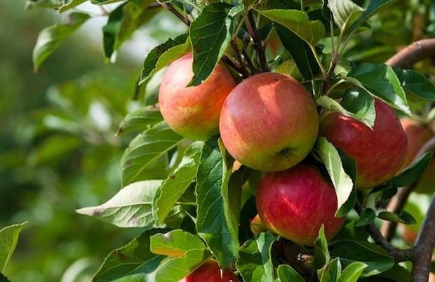Best apple trees to grow in uk