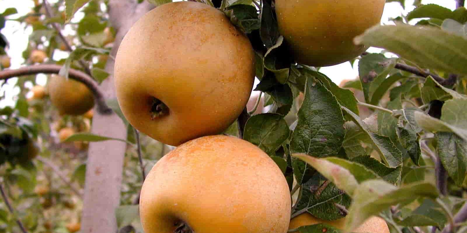 Russet apple tree for sale uk