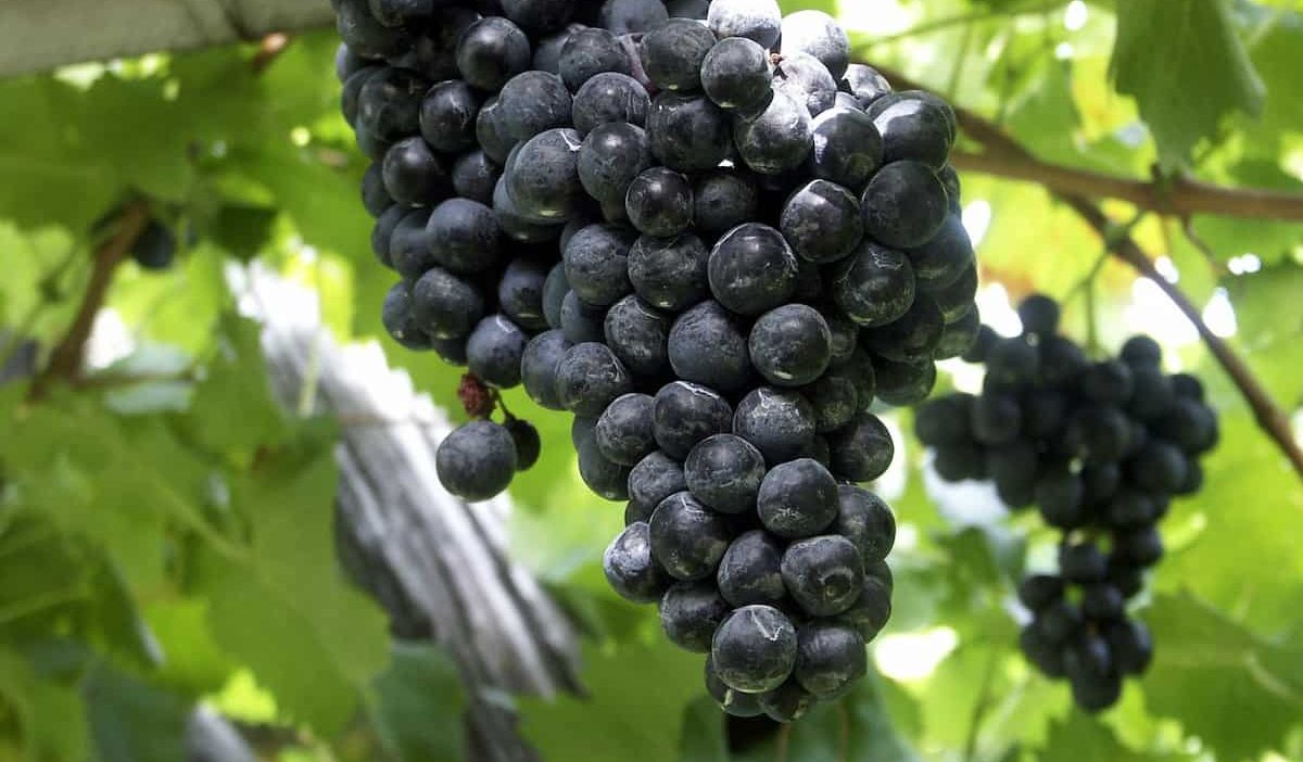 organic dry black grapes