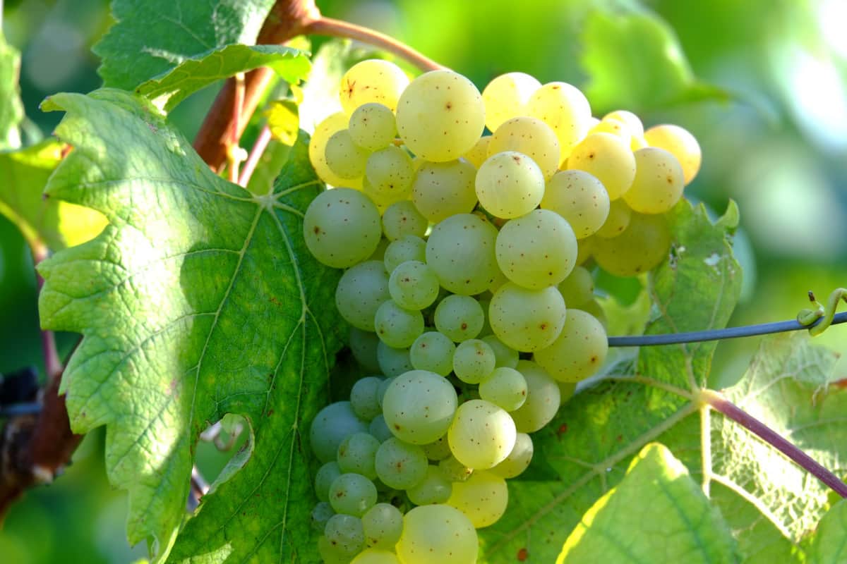 grape losses in agriculture