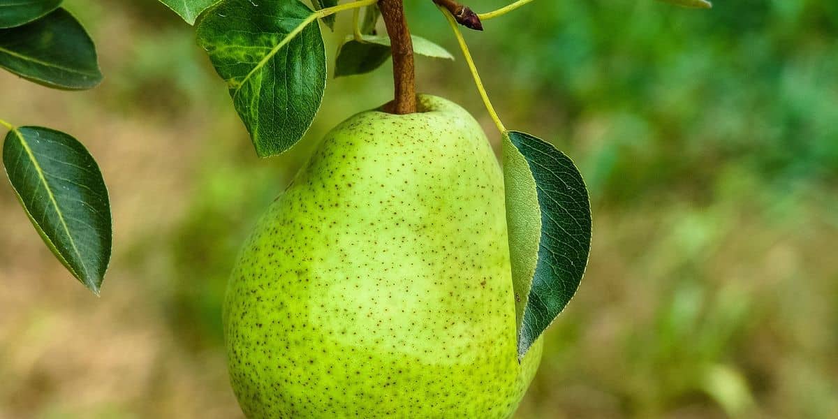 pear fruit products