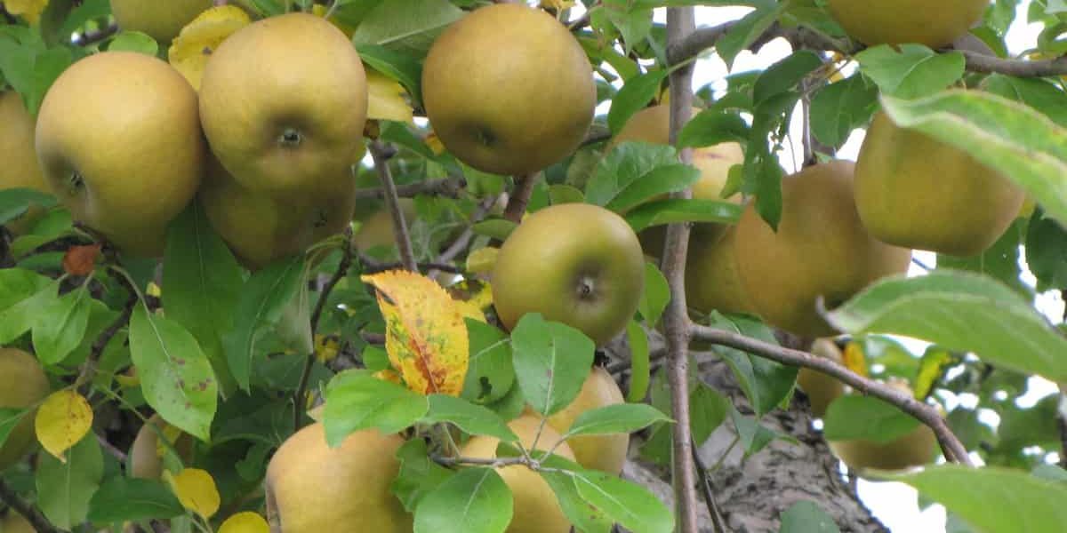 Russet apple trees for sale